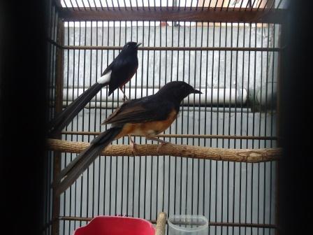 BURUNG MURAI BATU MEDAN