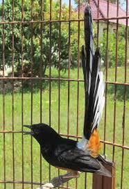 BURUNG MURAI BATU MEDAN