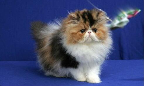 persia peaknose