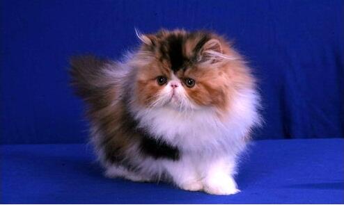 persia peaknose