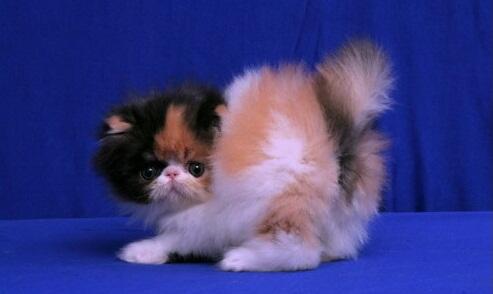 persia peaknose