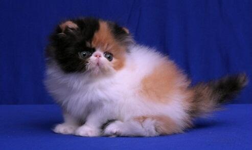 persia peaknose