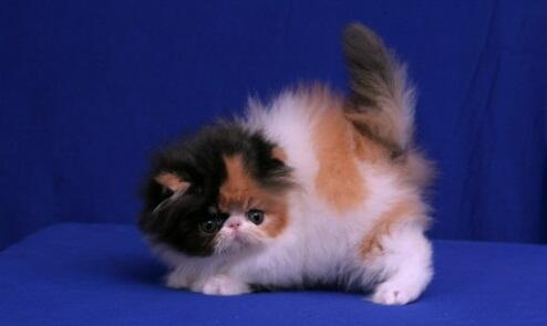 persia peaknose