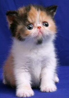 persia peaknose
