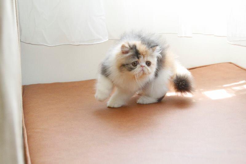 persia peaknose