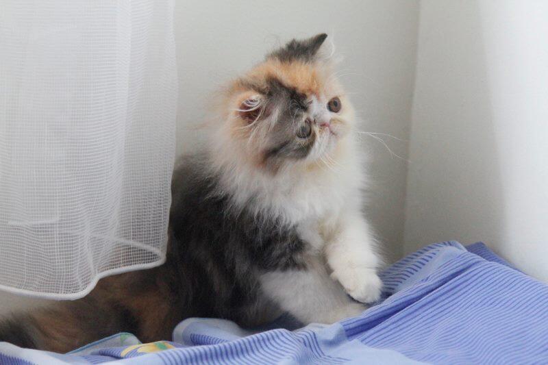 persia peaknose