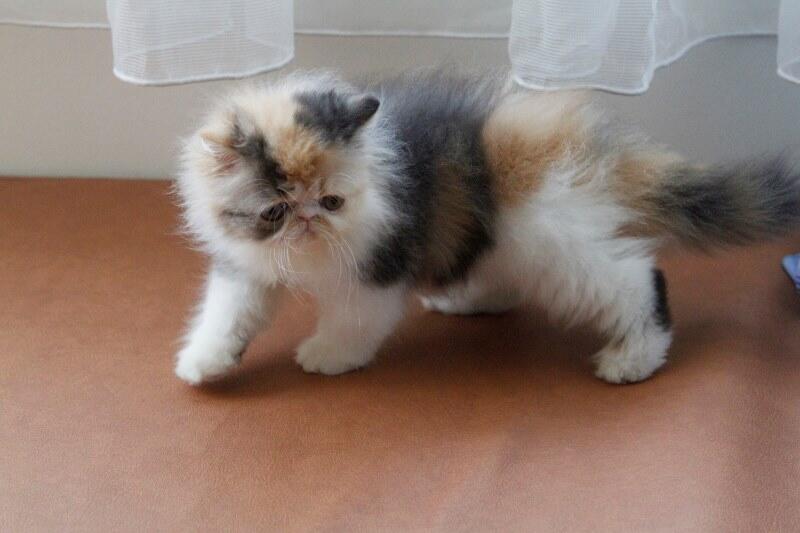 persia peaknose