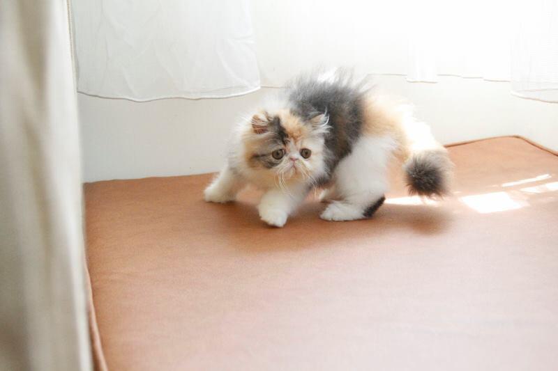persia peaknose