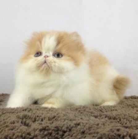 Kitten Persia Peaknose Berkwalitas Tinggi