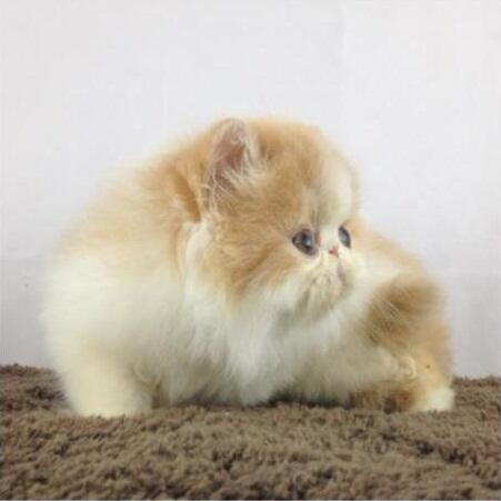Kitten Persia Peaknose Berkwalitas Tinggi