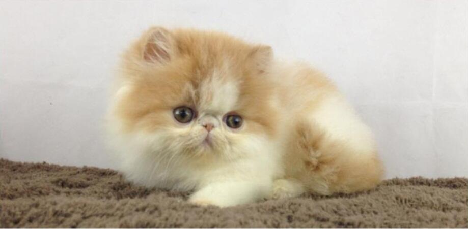 Kitten Persia Peaknose Berkwalitas Tinggi