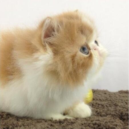 Kitten Persia Peaknose Berkwalitas Tinggi