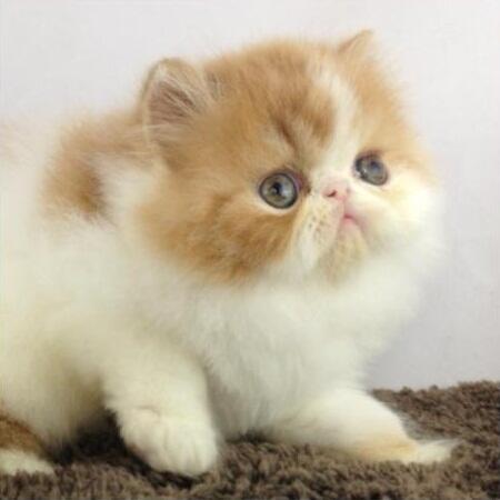 Kitten Persia Peaknose Berkwalitas Tinggi