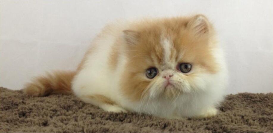 Kitten Persia Peaknose Berkwalitas Tinggi