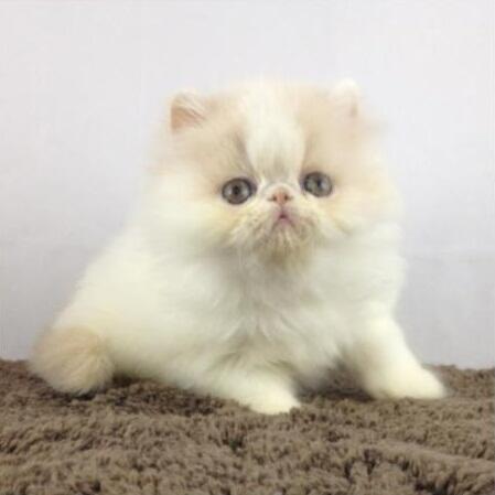 Kitten Persia Peaknose Berkwalitas Tinggi