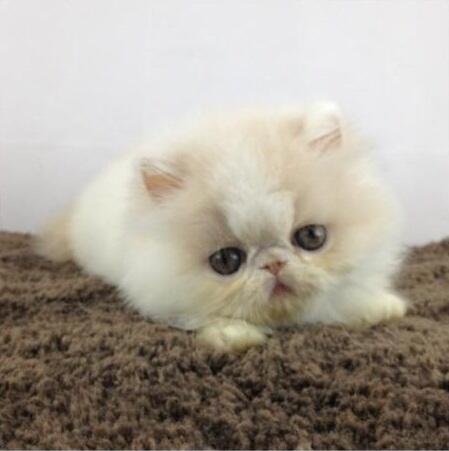 Kitten Persia Peaknose Berkwalitas Tinggi