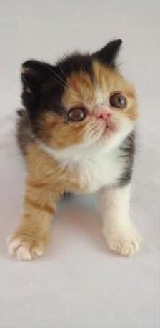 Kitten Persia Peaknose Berkwalitas Tinggi
