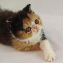 Kitten Persia Peaknose Berkwalitas Tinggi