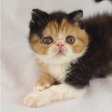 Kitten Persia Peaknose Berkwalitas Tinggi