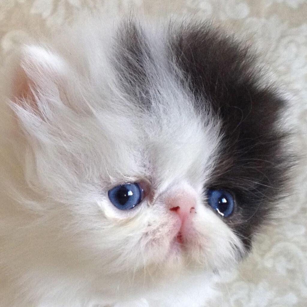 Kitten Persia Peaknose Berkwalitas Tinggi