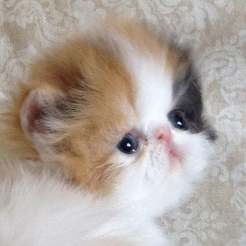 Kitten Persia Peaknose Berkwalitas Tinggi