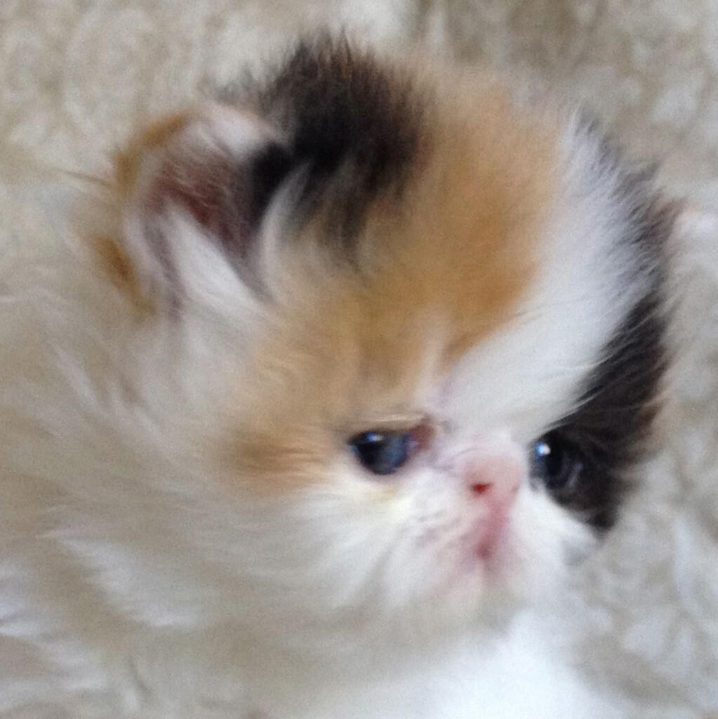 Kitten Persia Peaknose Berkwalitas Tinggi