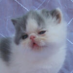 Kitten Persia Peaknose Berkwalitas Tinggi