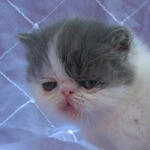 Kitten Persia Peaknose Berkwalitas Tinggi