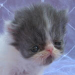 Kitten Persia Peaknose Berkwalitas Tinggi