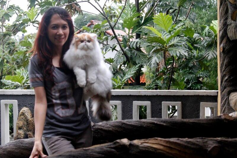 Kitten Persia Peaknose Berkwalitas Tinggi