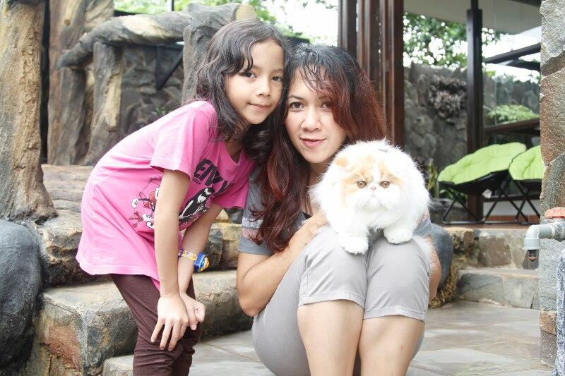 Kitten Persia Peaknose Berkwalitas Tinggi