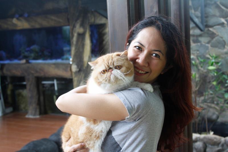 Kitten Persia Peaknose Berkwalitas Tinggi