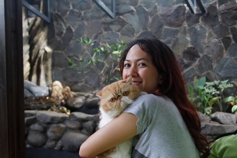 Kitten Persia Peaknose Berkwalitas Tinggi