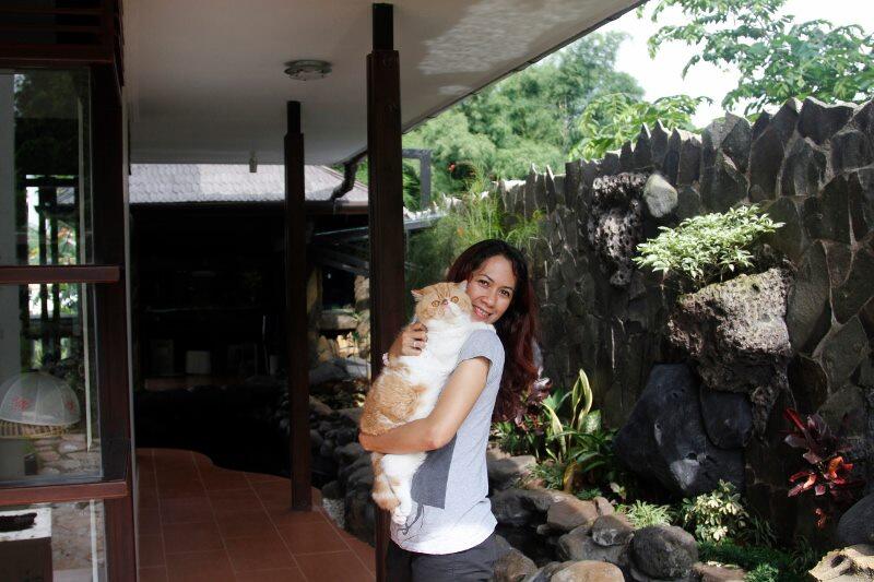 Kitten Persia Peaknose Berkwalitas Tinggi