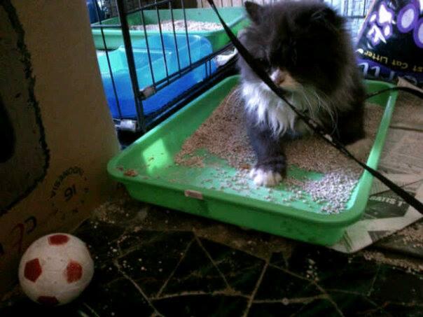oper adopt 3 ekor kucing persia, butuh uang, sabtu ini maximal hrs deal,bandung,MURAH
