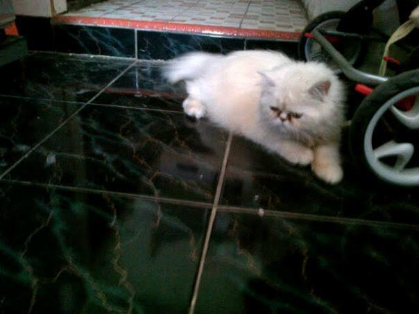 oper adopt 3 ekor kucing persia, butuh uang, sabtu ini maximal hrs deal,bandung,MURAH