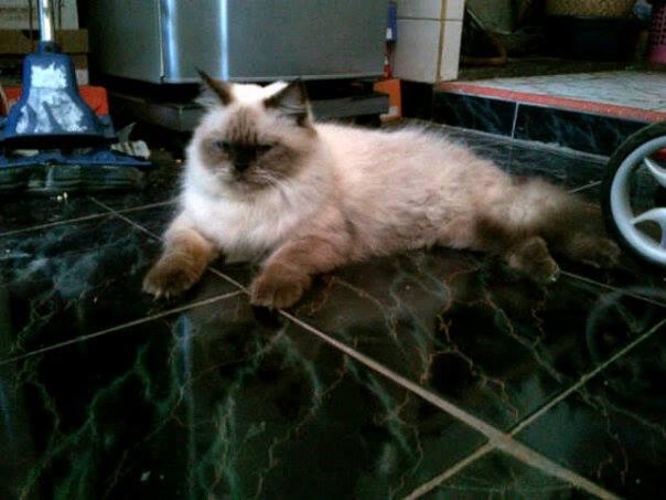 oper adopt 3 ekor kucing persia, butuh uang, sabtu ini maximal hrs deal,bandung,MURAH