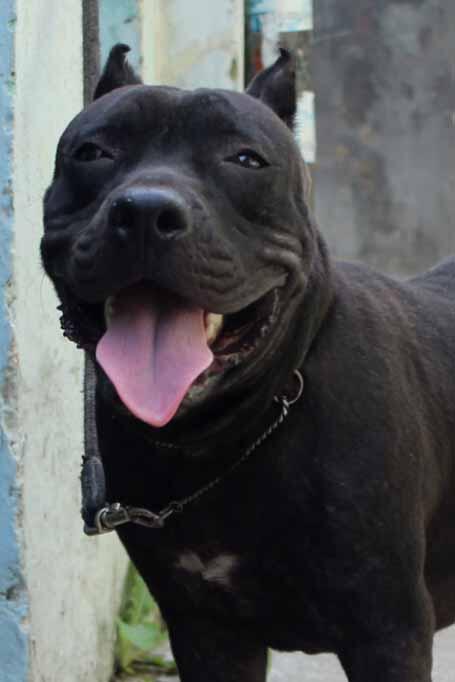 american bully 7month stambum abkc muraaaaaahhhhhh..............