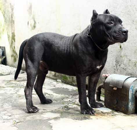 american bully 7month stambum abkc muraaaaaahhhhhh..............