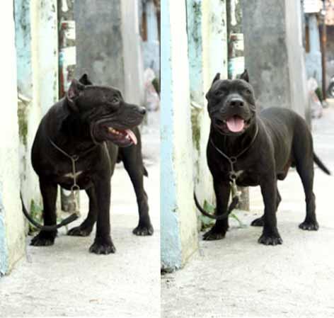 american bully 7month stambum abkc muraaaaaahhhhhh..............