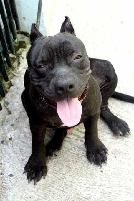 american bully 7month stambum abkc muraaaaaahhhhhh..............