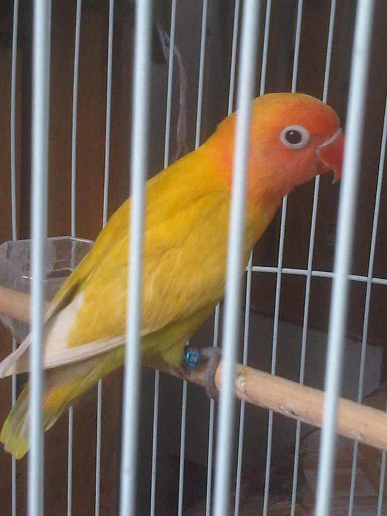 Lovebird/love Bird/lb Pastel kuning