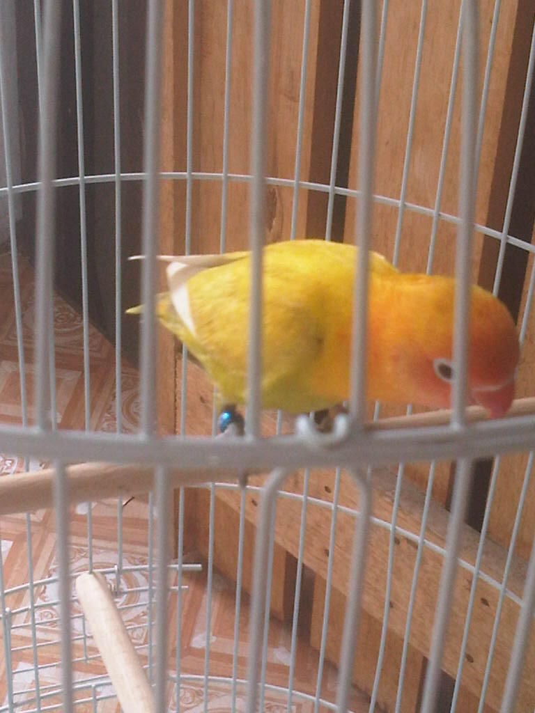 Lovebird/love Bird/lb Pastel kuning