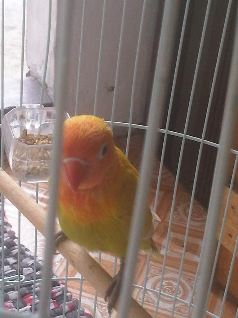 Lovebird/love Bird/lb Pastel kuning