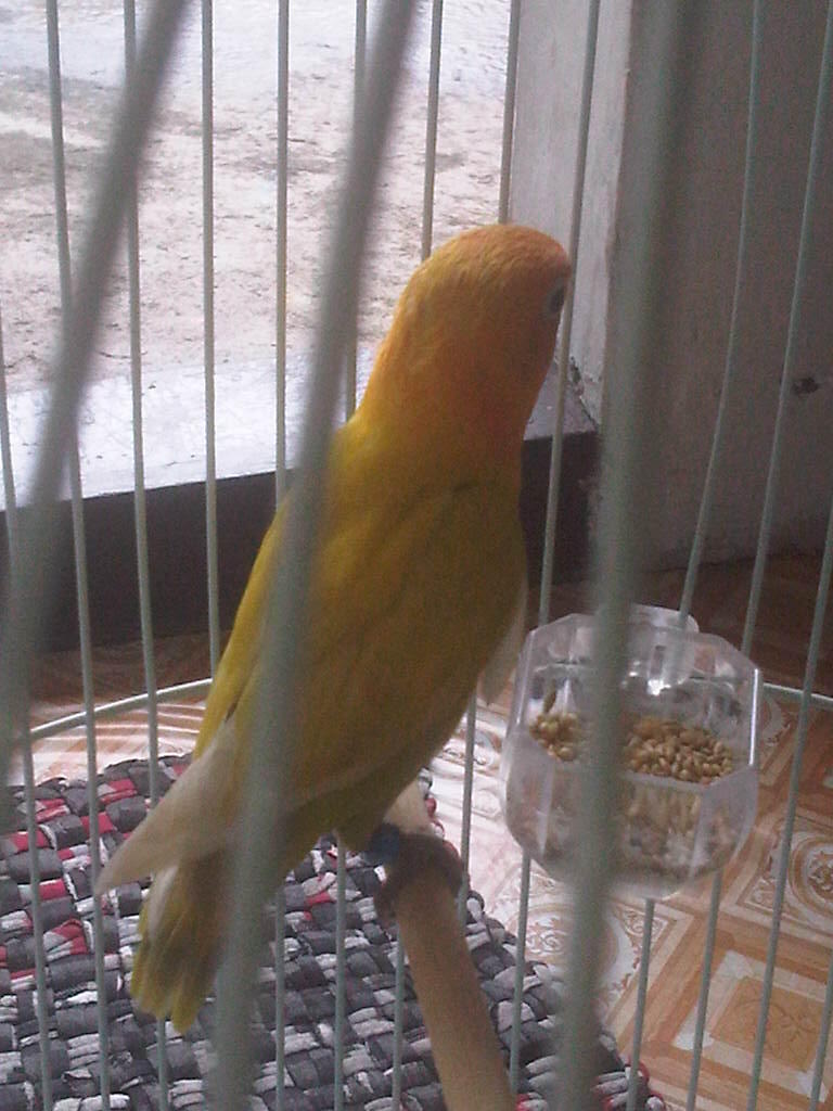 Lovebird/love Bird/lb Pastel kuning