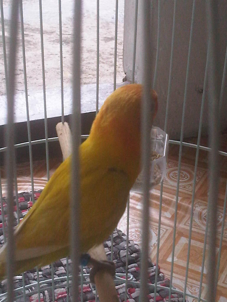 Lovebird/love Bird/lb Pastel kuning
