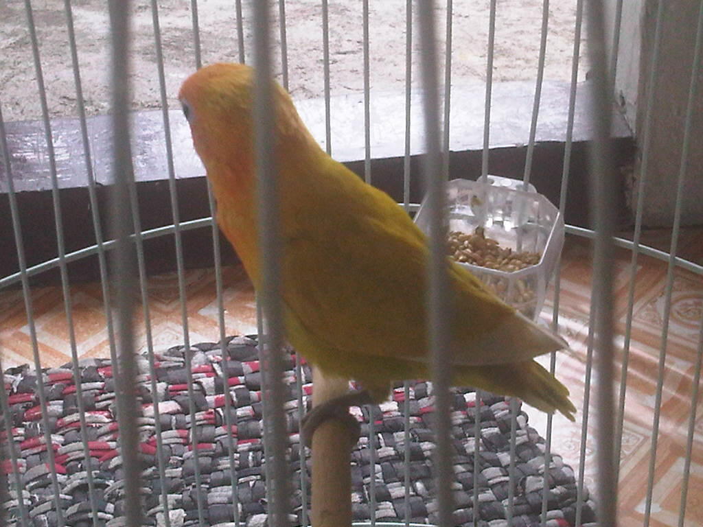 Lovebird/love Bird/lb Pastel kuning