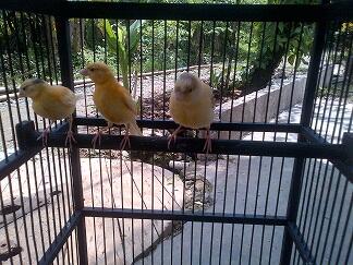 Kenari Lokal