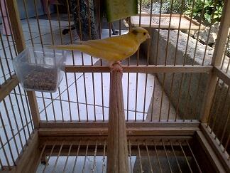 Kenari Lokal