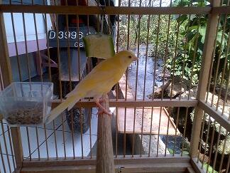 Kenari Lokal